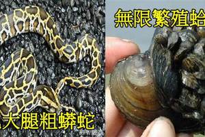 中國人就是狂！這「７種致命生物」，在中國完全活不下去啊！？＃１居然還要專門人工養殖「數百萬只」！？