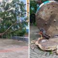 香港驚見「造假榕樹」揭穿政府超扯的做事方式，網友看了都怒罵「竟然學強國人做事」！