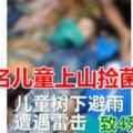 七名兒童上山撿菌子樹下避雨遭雷擊，致4死3傷、