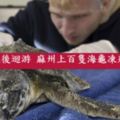 海龜哭哭！暖化延後迴游麻州上百隻海龜凍死岸邊