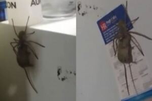 這好猛！冰箱驚見「超大喇牙叼死鼠」狂奔！19秒影片驚呆2400萬人：連老鼠都吃..