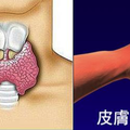「甲」的！如廁、皮膚「七問題」自我診斷，「甲狀腺功能」低下、正常、亢進一目了然！