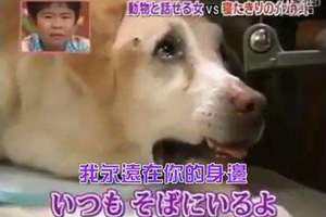 17歲的導盲犬經常抓狂吠叫，主人請「通靈師」翻譯後...哭到差點崩潰!!