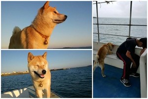 人狗一起暈船！柴犬HERO帶團遊澎湖　出海慘趴椅站不穩