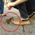 超級萌！一位網友走在路上...迎面走來一隻小小小小小狗，結果被牠壁咚！實在太可愛了！！