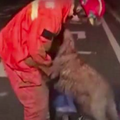 受困深井終於被救出，汪汪「超級激動」對消防隊員表達感謝...網友爆哭：「這隻狗狗真的好有情！」（影片） 