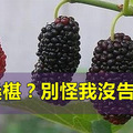 愛吃桑椹？別怪我沒告訴你！看了絕對會嚇一跳！ 