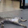一隻喵咪「昏倒」在便利商店門口，湊近一看發現...這傢伙肯定是慣犯！