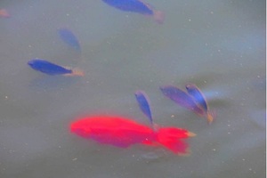 河邊玩水時如果發現「這個紅魚」，千萬不要靠近，馬上遠離水邊，否則...。【一次水鬼拉替身的慘痛經歷，讓我從此改變世界觀】