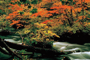 楓雅秋賞，日本七大紅葉絕景勝地！