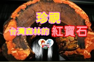 癌症逆轉現象和牛樟芝是什麼關係?