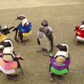 日本鳥取縣主題公園舉辦企鵝穿EVA 主題服裝散步活動