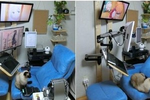日本漫畫家曬工作環境當“牙醫”邊刷紗霧邊擼貓