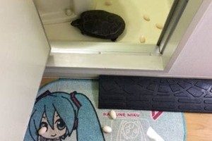 每年慣例《初音烏龜2017年下蛋記》想吃烏龜蛋請自行索取