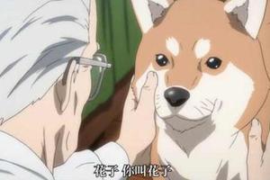 2018狗年！動漫裡的十隻萌犬，狗神參見！