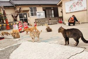 由於人口老齡化，日本青島「貓咪天堂」要把所有貓都閹了？