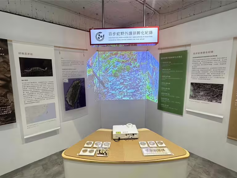 八仙山國家森林遊樂區遊客中心設有「百步蛇野外護卵孵化紀錄」特展。(林業署提供/李京昇台中傳真) 八仙山國家森林遊樂區遊客中心設有「百步蛇野外護卵孵化紀錄」特展。(林業署提供/李京昇台中傳真)