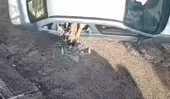 %e9%98%bf%e5%ac%a4%e8%bc%89%e5%ad%ab