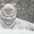 動物園赫見「雪白老虎」以為新來的！下秒牠起身「抖一抖變回原形」網笑：自助染毛？