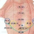 如何拍出標準舌診照片，這裡有方法！