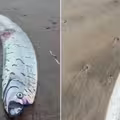 沙灘驚現2.7尺「巨大地震魚」　網慌：世界末日要到了？
