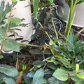 照片中有一條蛇　網友找到眼睛脫窗：我現在應該被咬了