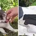 貓咪想潛入監獄　獄方驚見項圈藏1物