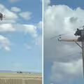 不是AI！電線桿頂端有熊　掛高空苦撐結局曝