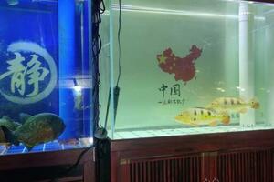 因為今年比較忙，把自己的觀賞魚大裁員，養魚一定要捨得