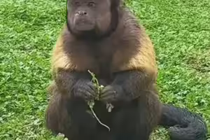 動物園「國字臉」猴爆紅 園方：帥的很特別