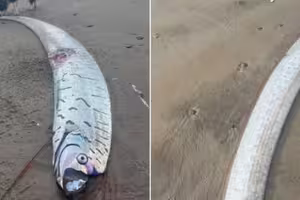 沙灘驚現2.7尺「巨大地震魚」　網慌：世界末日要到了？