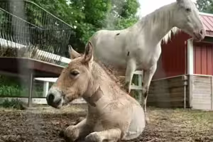 影／野馬幼崽遭母遺棄 美動物園跨種配養母