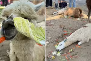 連假遊客狂餵！草泥馬吃太撐「翻白眼」倒地　動物園緊急發聲了