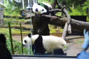 中日關係緊張！日本「最後2大貓熊」倒數返中國　60億商機恐蒸發