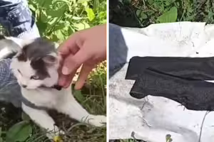 貓咪想潛入監獄　獄方驚見項圈藏1物