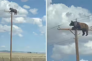 不是AI!電線桿頂端有熊 掛高空苦撐結局曝 不是AI!電線桿頂端有熊 掛高空苦撐結局曝