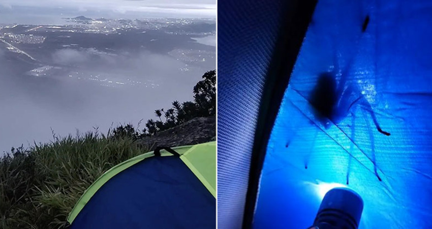 露營驚見帳篷外出現「長腳巨怪」　手電筒一照不得了