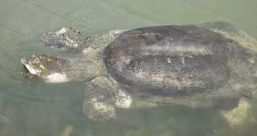 最孤獨動物！全世界只剩2隻「2.7億年活化石」