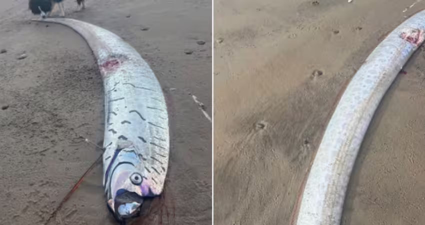 沙灘驚現2.7尺「巨大地震魚」　網慌：世界末日要到了？