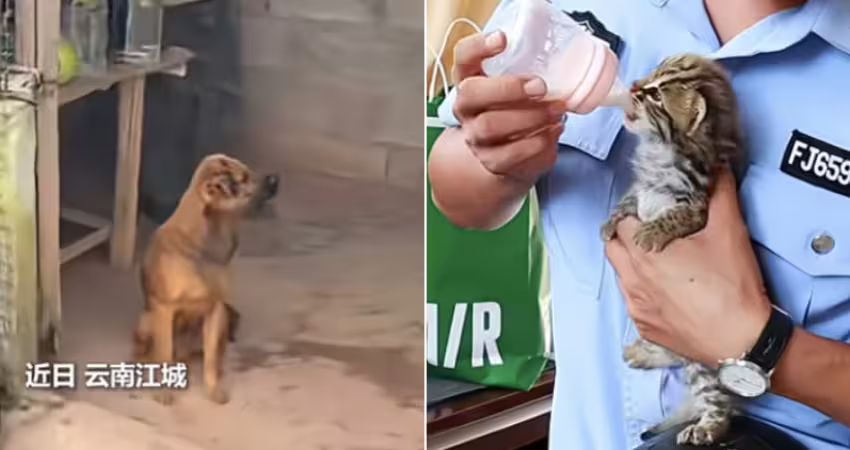 愛犬叼來「可愛小花貓」求收編　內行一看驚：快放回去！