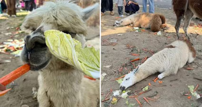 連假遊客狂餵！草泥馬吃太撐「翻白眼」倒地　動物園緊急發聲了