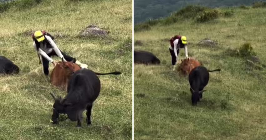 為拍美照打卡　遊客竟騎上牛背
