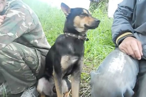 好笑又心疼 睏到不行的軍犬為盡職死撐