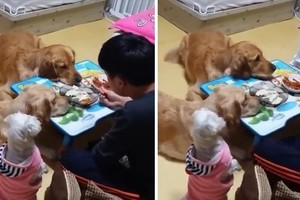 一到吃飯時間「2顆狗頭默默靠過來」...痴痴盯著飯菜「我們hen乖」網笑：壓力更大XD