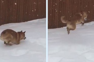 是雪啊啊啊！柴柴見雪超興奮「子彈式彈跳」，起跳「瞬間飛超高」網友狂重播：羚羊魂上身？