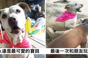 主人記錄下「愛犬安樂死前」最後一天！發誓要「給牠最棒的回憶」...網友眼淚潰堤QQ