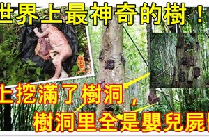 世界上最神奇的樹：樹上挖滿了樹洞，樹洞里全是嬰兒屍體