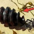 在海邊看到這種「螺旋豆莢」千萬要趕快離開，因為旁邊可能有「可怕生物」正想要張開那血盆大口......