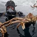   南極海底出現「100多萬隻帝王蟹」科學家也驚呆，中國網友一句神回：我們可以幫你吃到瀕危！