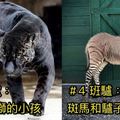 8種被人懷疑「根本從神話傳奇跑出來」的活生生混血動物！#2 雄虎和雌獅的小孩竟然又廢又弱！